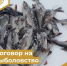 Минсельхоз принимает завки на заключение договоров на пользование водными биоресурсами для рыболовства. - Ижемский район
